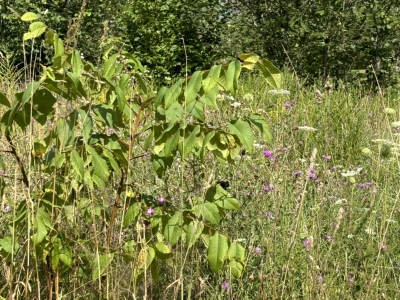 Black walnut in meadow