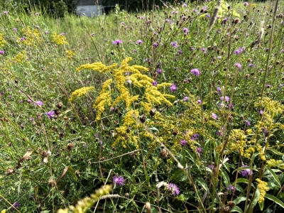 goldenrod & American. basketflower