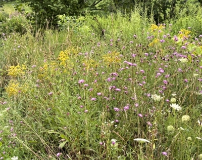 Mix of flowers in meadow