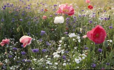 Meadow with poppies