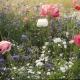 Meadow with poppies