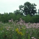 Meadow with monarda