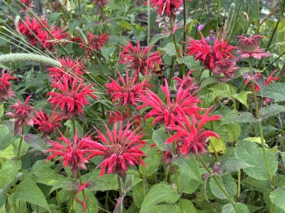 Monarda, bee-balm scarlet