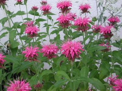 A cultivated Monarda