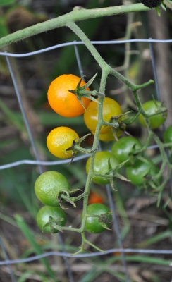 Sungold tomatoes