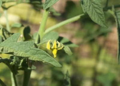 Seed will come true from this heirloom flower