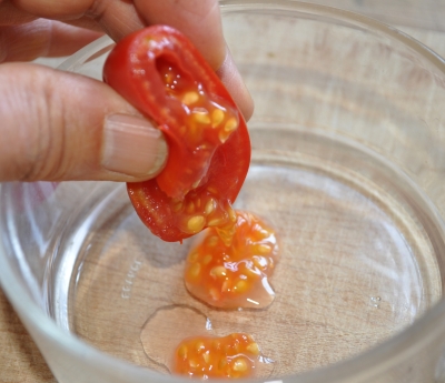 Squeezing tomato for seed