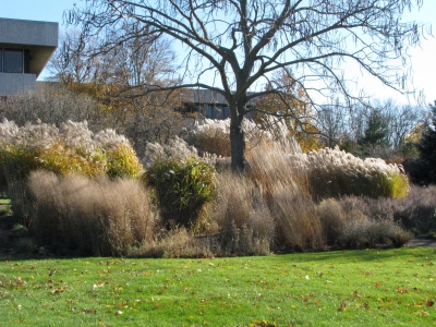 Grassy meadow