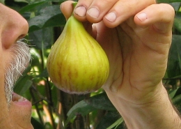 Eating a fig