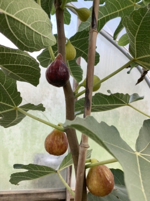 Figs ripening sequentially along stem