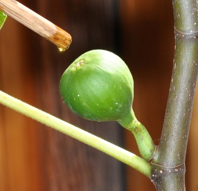 Oiling the eye of the fig