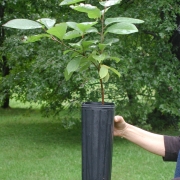 Deep container for long tapped rooted persimmon tree