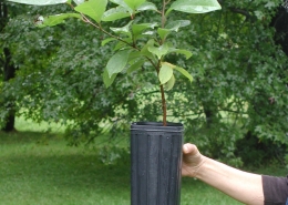 Deep container for long tapped rooted persimmon tree