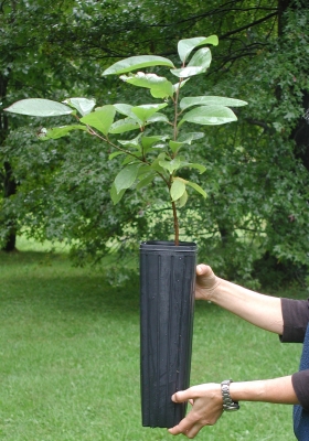 Deep container for long tapped rooted persimmon tree