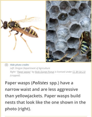 Paper wasp & nest