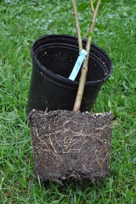 Good root development of potted tree