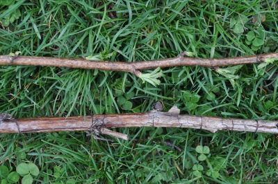 Old vs new raspberry canes