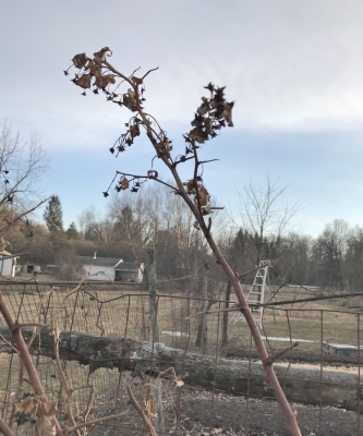 Winter cane showing remnants of late crop; summer fruiting occurs lower down on this cane.