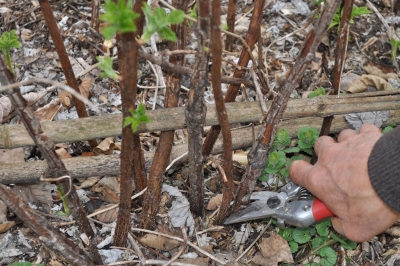 Late winter pruning away of old canes