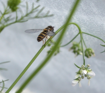 Syrphid fly