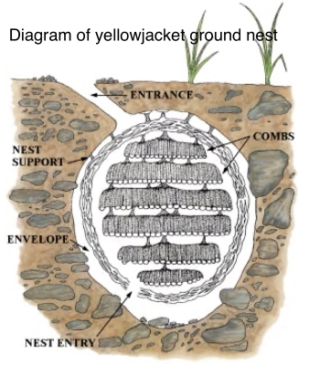 Underground yellowjacket nest