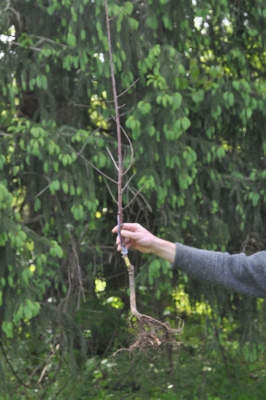 Bare root tree