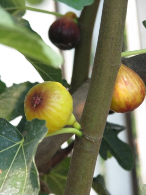 Figs ripening on stem