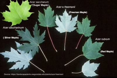 Differing leaf shapes of various maple species