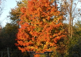 Sugar maple in fall