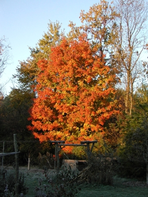 Sugar maple in fall