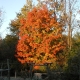 Sugar maple in fall