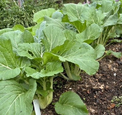 Bok Choy