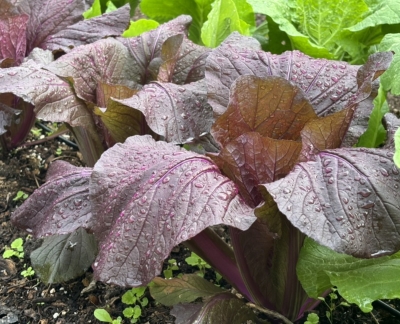 Bok Choy, Red Dragon