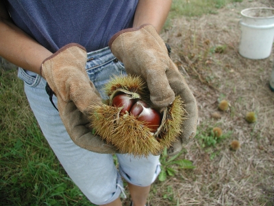 Nuts of Colossal chestnut