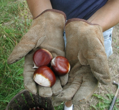 Large chestnuts in hand