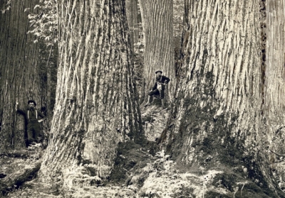 Old photo of giant American chestnut