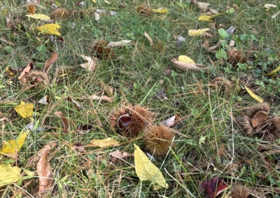 Ground strewn with Marigold chestnuts