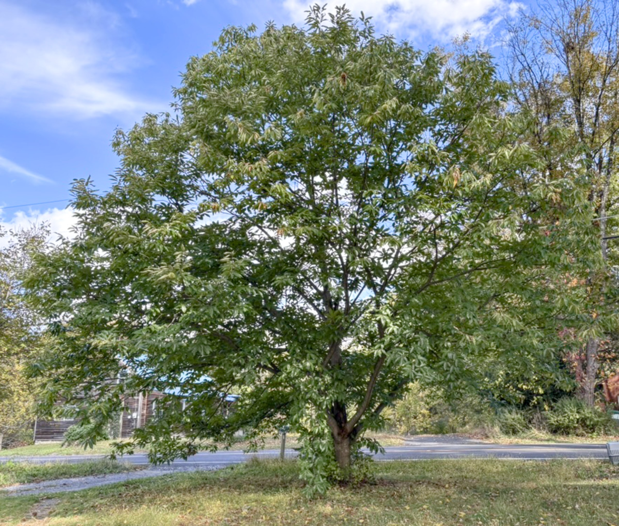 Chestnut, Marigoule in October