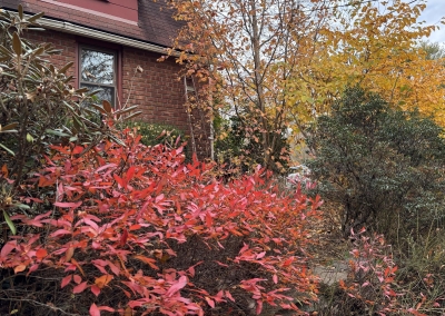 Fall color, east side of my home