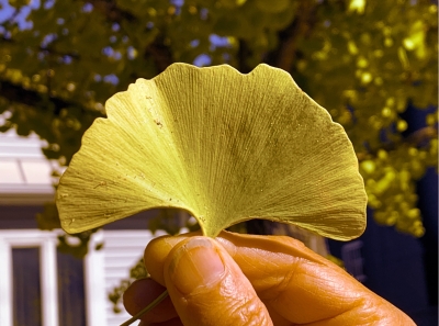 Ginkgo leaf in fall