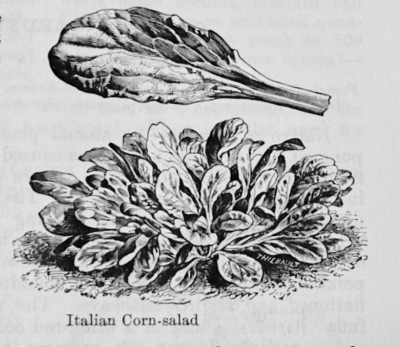 Italian corn salad