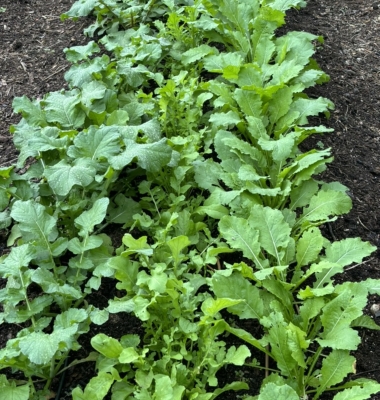 Watermelon radish, arugula, Hakurei turnip bed