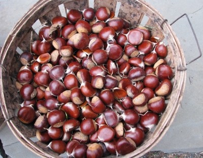 Basket of nuts