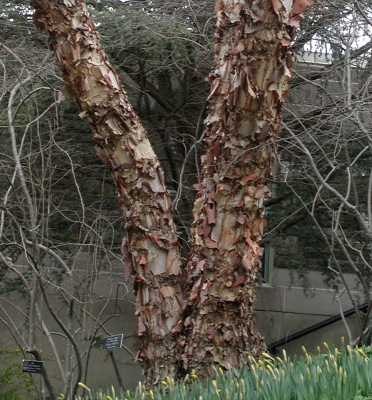 River birch bark