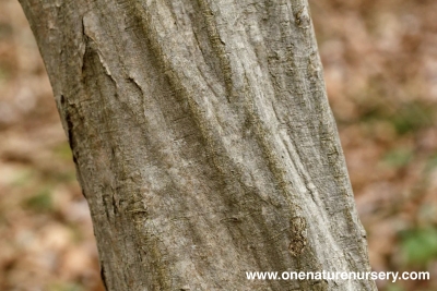 American hornbeam