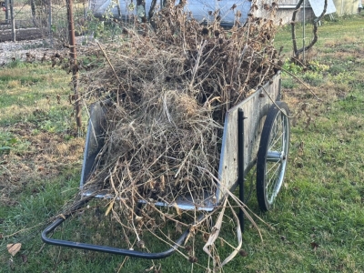 Cart loaded with garden cleanup headed to compost pile