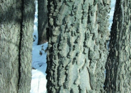 My favorite bark. Can you guess what it is?