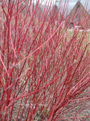 Redosier dogwood