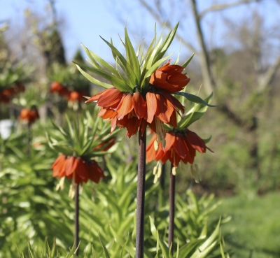 Crown imperial