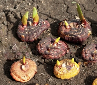 Sprouting corms